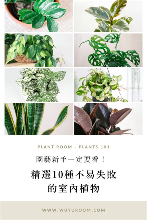 最好種的植物|園藝新手一定要看！精選 10種好上手的室內植物